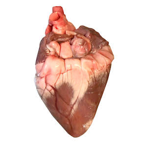 Dissection: Sheep hearts (B-Grade x10 pack) — frozen
