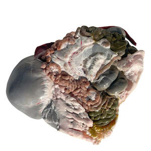 Dissection: Sheep digestive system (x1 pack) — frozen