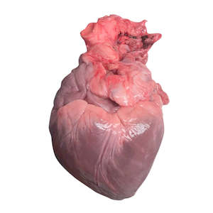 Dissection: Pig hearts (x5 pack) — frozen