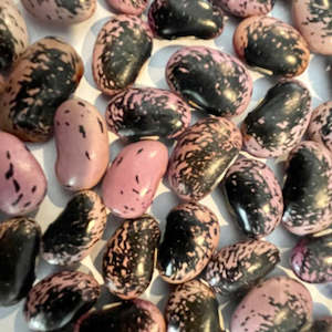 Dissection: Scarlet runner beans