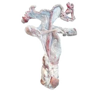 Pig reproductive tract — female (x1 pack) — frozen