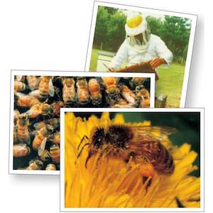 Beekeeping