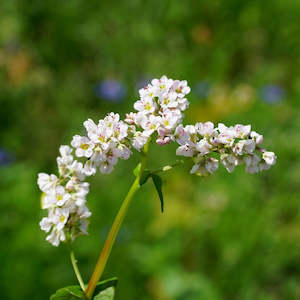 Early Years: Buckwheat seeds