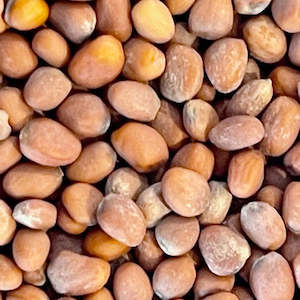 Primary: Radish seeds