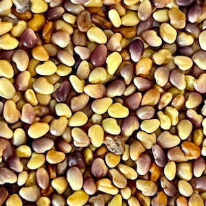 Red clover seeds