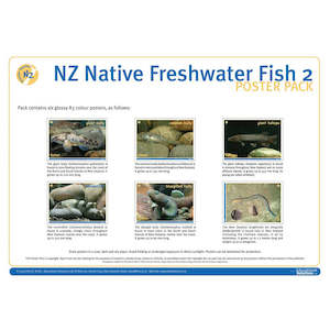 NZ Native Freshwater Fish 2
