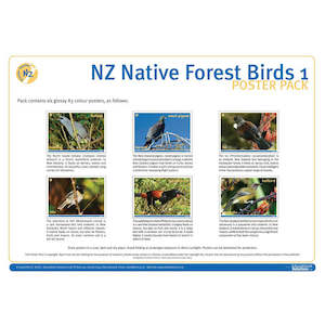 For Kids: NZ Native Forest Birds 1