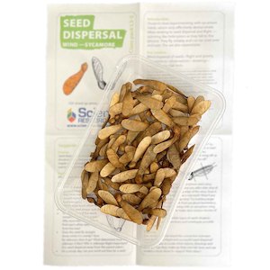 Living World: Seed Dispersal (Science L3–5)