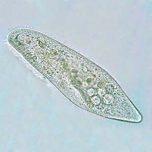 Paramecium live culture