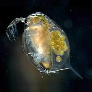 Living World: Daphnia live culture