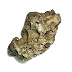 Rocks Minerals Fossils: Trace fossils