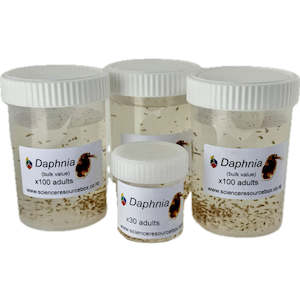 Daphnia live culture 4-Pack