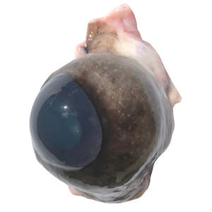 Cow eyes (x10 pack) B-Grade — frozen