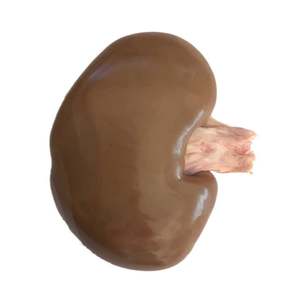Pig kidneys (x5 pack) — frozen