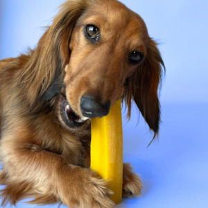 Authentic Himilayan Yak Chews