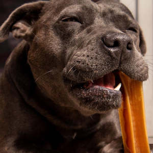 Jelly: Chonkers - Venison Shaker Chew