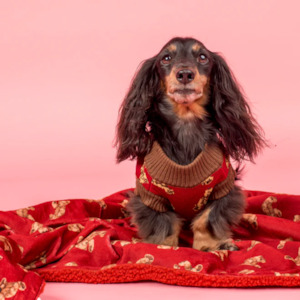 Scoop 1: Pablo & Co Henry Bear Dog Blanket