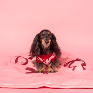 Scoop 1: Pablo & Co Velvet Bows Dog Blanket