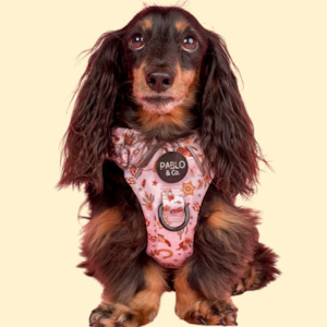Scoop 1: Pablo & Co Adventure Harness: Howdy
