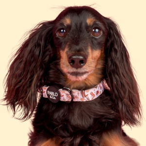 Scoop 1: Pablo & Co Collar: Howdy