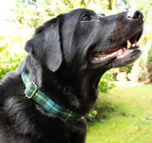 Tartan Dog Collar