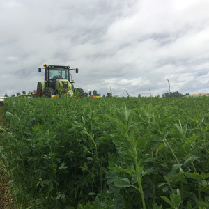 Products: Lucerne Standing