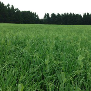 Products: Barley & Peas