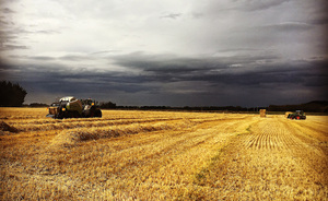 Products: Wheat Straw