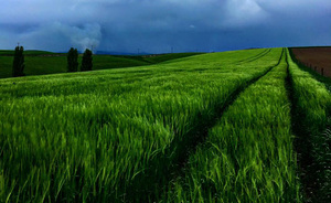 Products: Barley