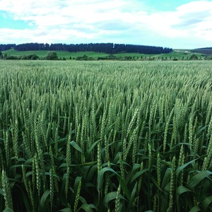 Products: Wheat