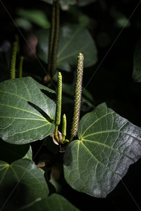 Products: Native Kawakawa plant - SCP Stock