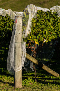 Products: Hawke's Bay vines under bird netting, Hawke's Bay, New Zealand - SCP Stock