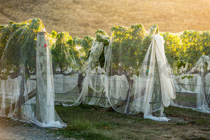 Hawke's Bay vines under bird netting, Hawke's Bay, New Zealand - SCP Stock