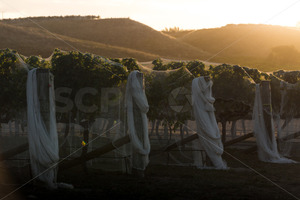 Hawke's Bay vines under bird netting, Hawke's Bay, New Zealand - SCP Stock