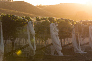 Hawke's Bay vines under bird netting, Hawke's Bay, New Zealand - SCP Stock
