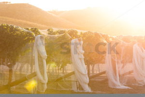 Hawke's Bay vines under bird netting, Hawke's Bay, New Zealand - SCP Stock