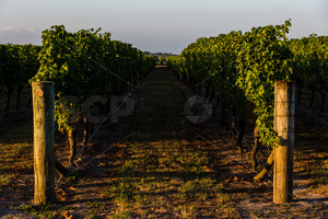 Row 25 at a Hawke's Bay vineyard, Hawke's Bay, New Zealand - SCP Stock