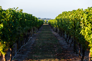 Row 25 at a Hawke's Bay vineyard, Hawke's Bay, New Zealand - SCP Stock