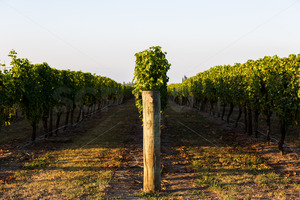 Row 25 at a Hawke's Bay vineyard, Hawke's Bay, New Zealand - SCP Stock