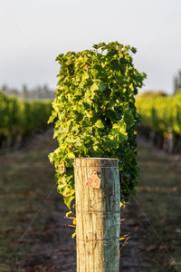 Row 25 at a Hawke's Bay vineyard, Hawke's Bay, New Zealand - SCP Stock