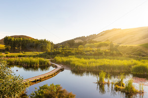 Products: Pekapeka Wetlands at Golden Hour, Poukawa, Hastings, Hawke's Bay, New Zealand - SCP Stock
