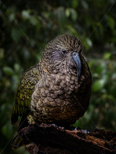 Endangered New Zealand Native Kea, Endemic Alpine Parrot (composite image) - SCP Stock