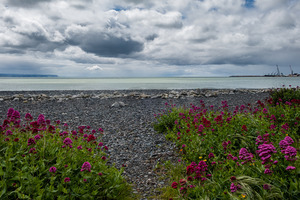 Products: Flowers growing on the beach, Ahuriri, Napier, Hawke's Bay, New Zealand - SCP Stock