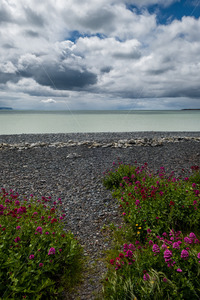 Flowers growing on the beach, Ahuriri, Napier, Hawke's Bay, New Zealand - SCP Stock