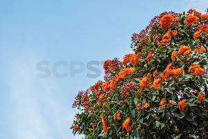 Products: NZ Southern Rata tree in bloom - SCP Stock