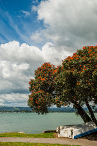 Products: NZ Southern Rata Tree at a NZ Beach - SCP Stock