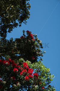 Products: Native NZ Pohutukawa Trees in blossom - SCP Stock