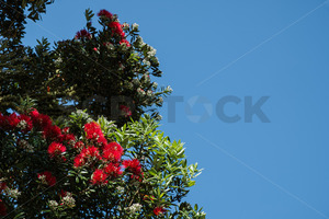 Products: Native NZ Pohutukawa Tree in blossom - SCP Stock