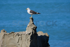 Products: Southern black-backed gull, Kaikoura Coast, South Island, New Zealand - SCP Stock