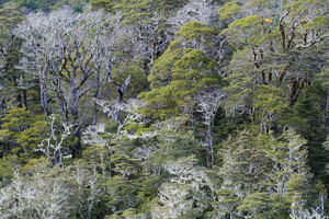 Bush, Lewis Pass, South Island, New Zealand - SCP Stock